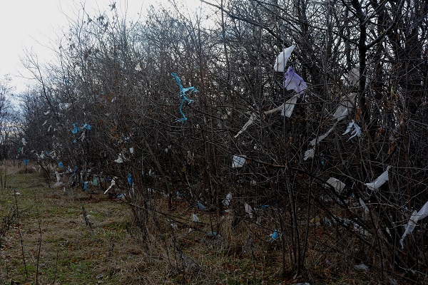 Ветер разнес пакеты со свалки в Каневской на всю ближайшую лесополосу. Фото: Андрей Кошик